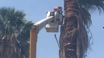 棕榈摆动全集在线观看,一场视觉与情感的震撼之旅